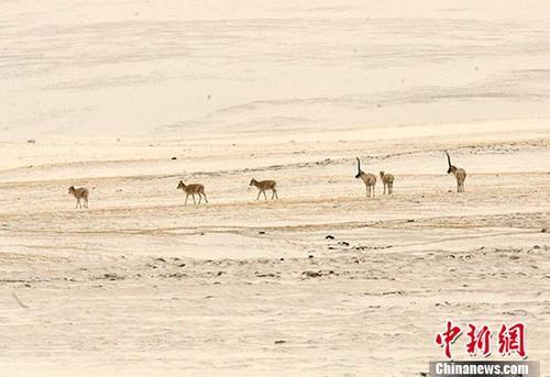2005年5月23日，中国青海可可西里国度级天然维护区治理局局长才嘎在西宁接收记者采访时称，经由过程前一阶段的科考跟考察，开端表现在可可西里跟周边地域，藏羚羊种群数从1998年的1.5万只规复到了当初的5万只阁下，藏羚羊的维护获得了本质性功效。 图为一批藏羚羊蒲月在可可西里无人区内寻食。 中新社记者 武仲林 摄